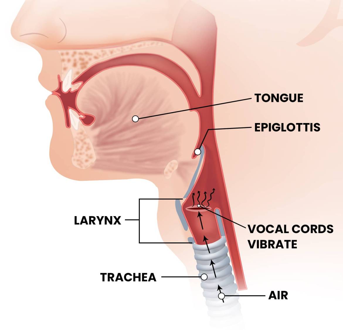 Anatomy-of-the-larynx_Page85-Compressed.jpg