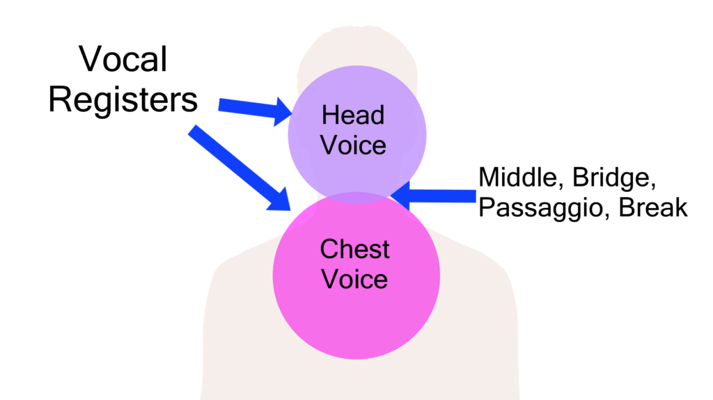 the two vocal registers and the bridge between