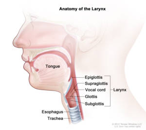 profile view of the mouth and throat