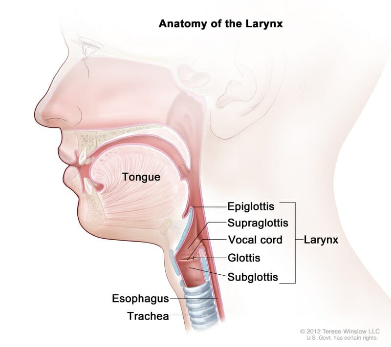 the anatomy of the larynx