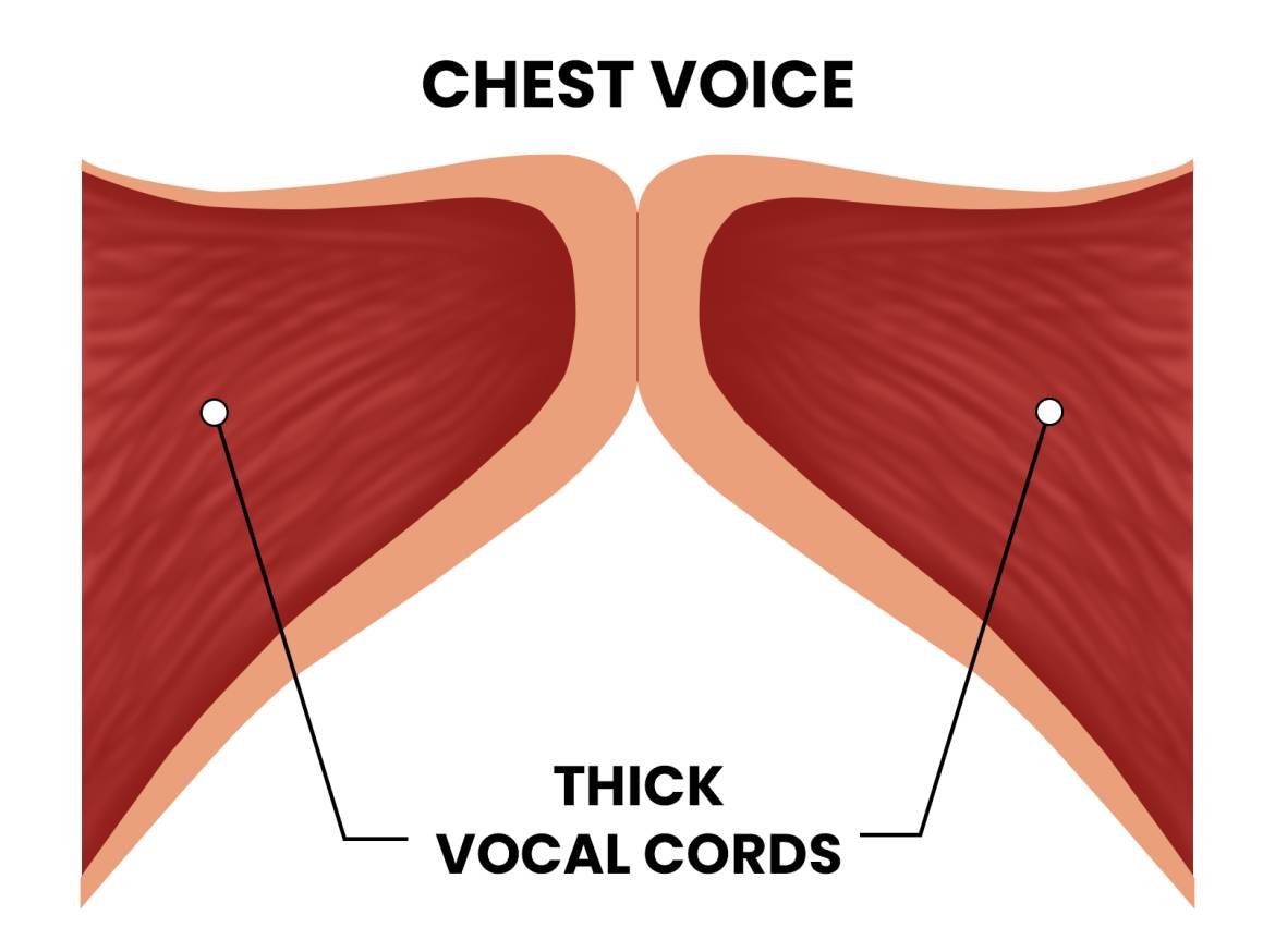 Thick-vocal-folds-for-chest-voice.jpg
