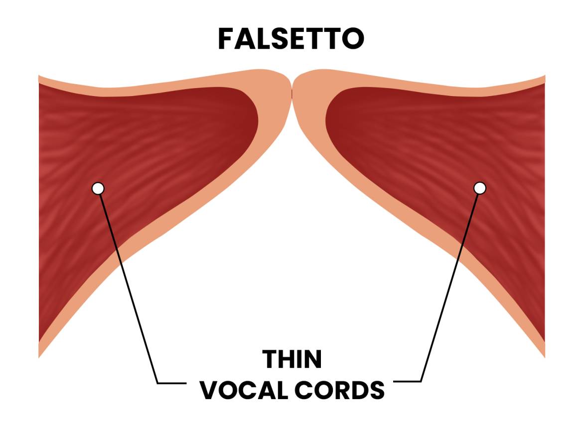 Thin-vocal-folds-for-falsetto_Page95.jpg