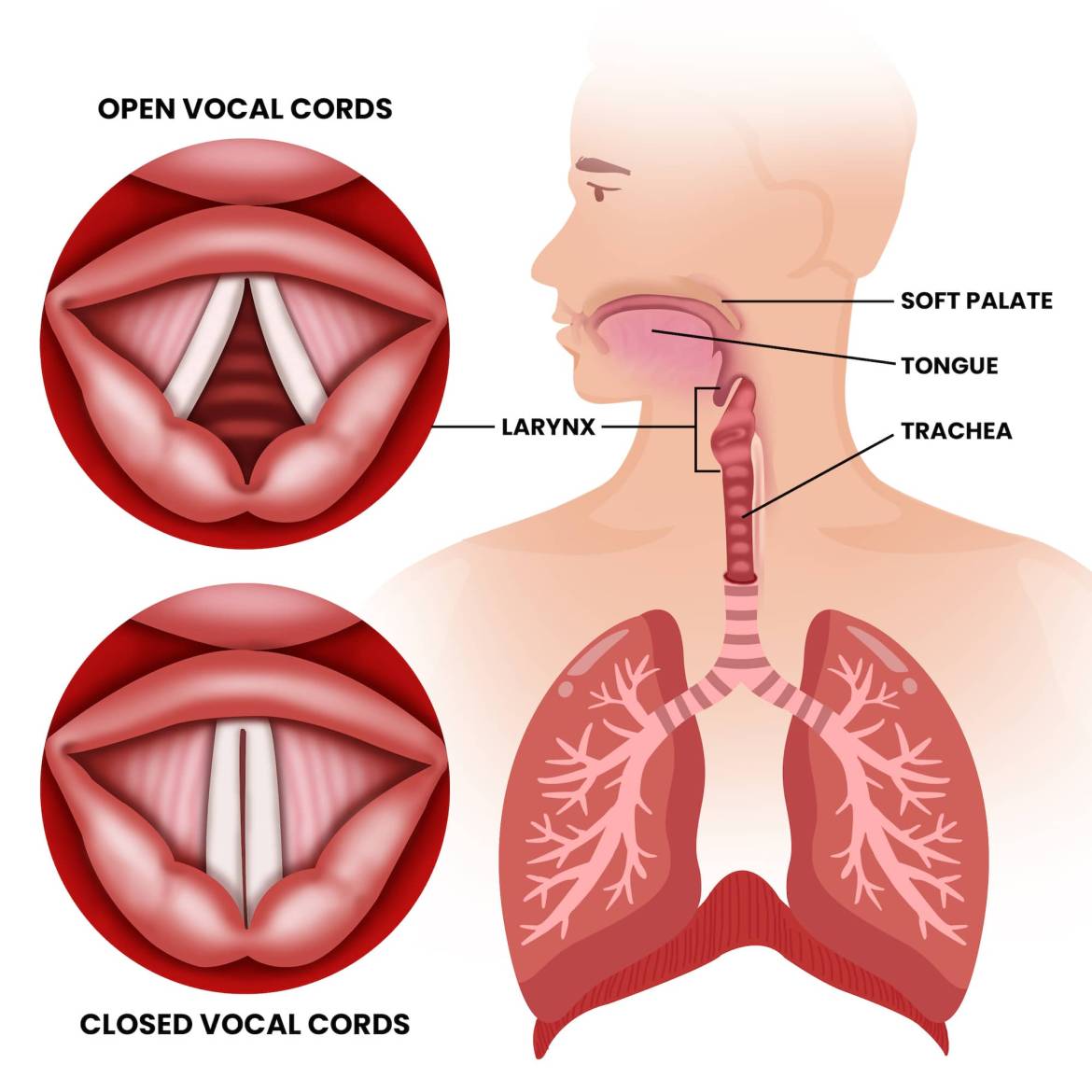 Vocal-cords-vibrating_Page76_1-Compressed.jpg