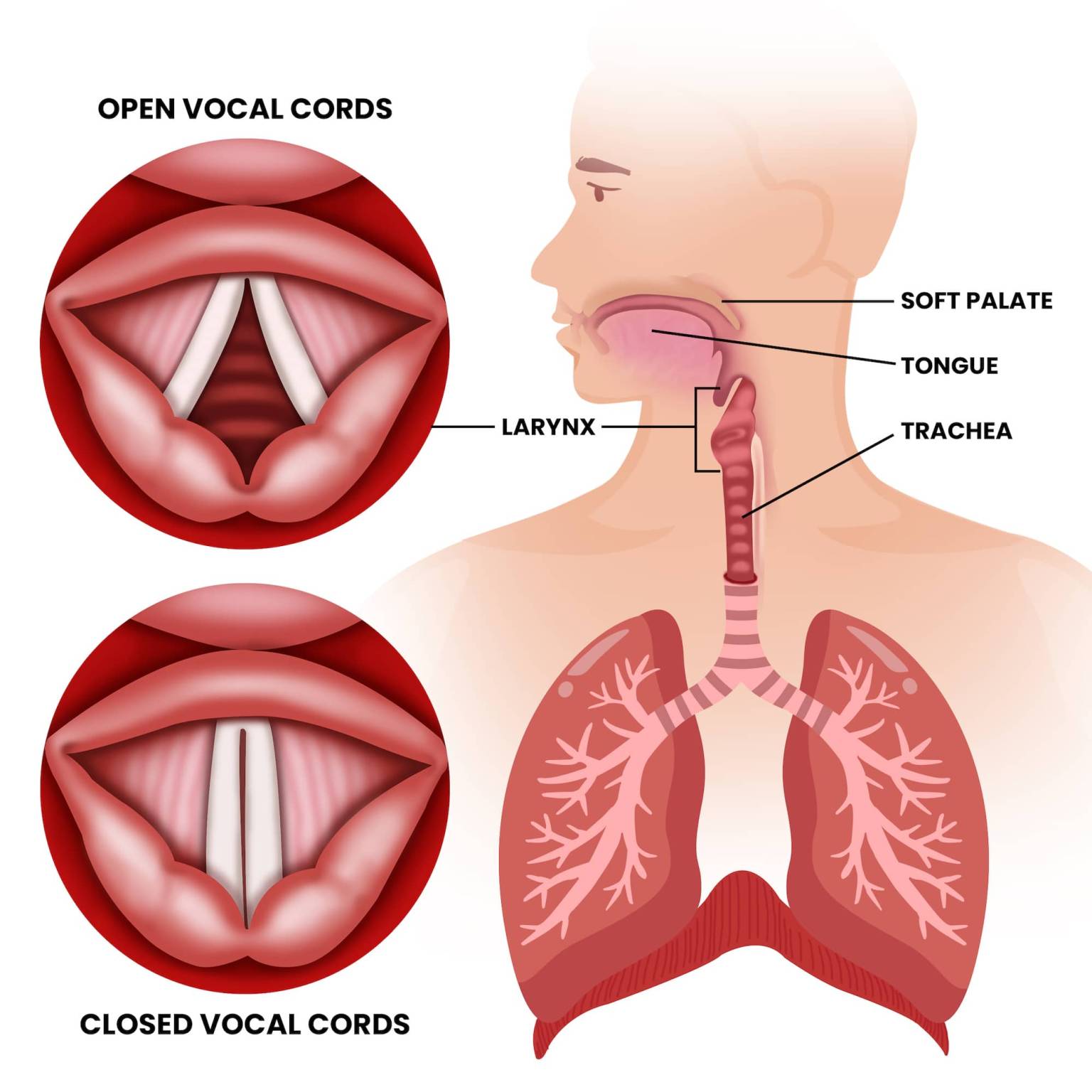 How to Sing with Proper Vocal Placement: Finding Your Resonance ...