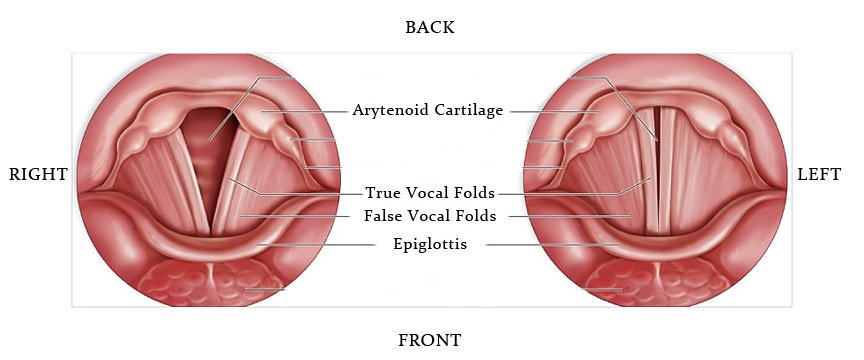 diagram showing the vocal chords and their parts