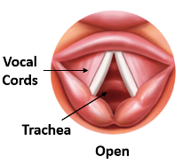 The vocal folds open or unapproximated