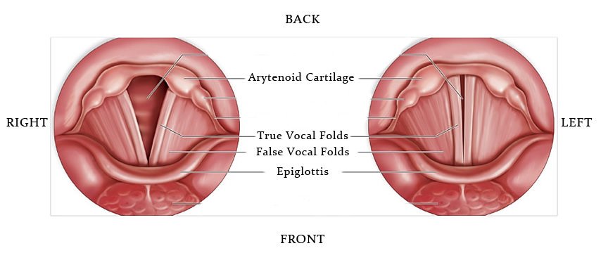 diagram of the vocal folds, epiglottis and anarytenoid cartilage