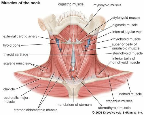 Diagram showing the muscles in the neck