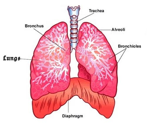 A diagram showing the diaphragm in the body