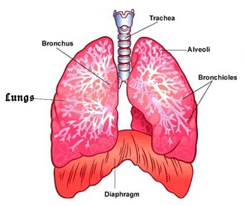 lungs and diaphragm diagram