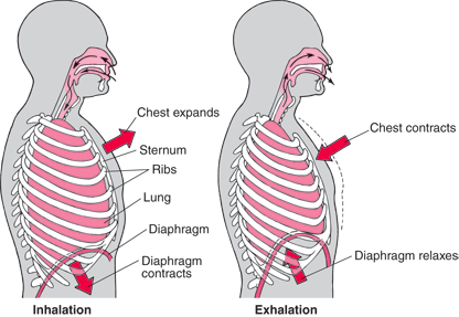 diagram of human respiratory system