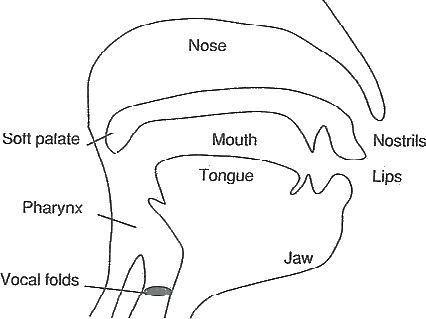 diagram of nose, mouth and vocal chords