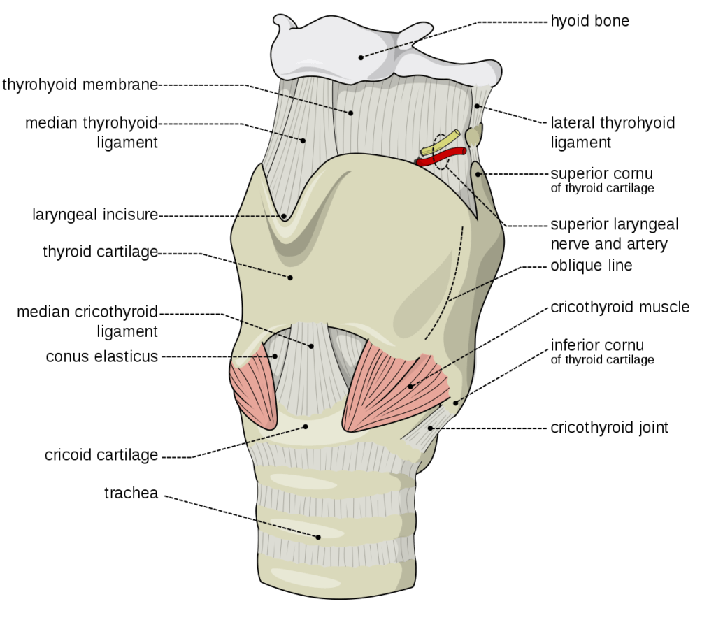 a diagram of the larynx and all its parts