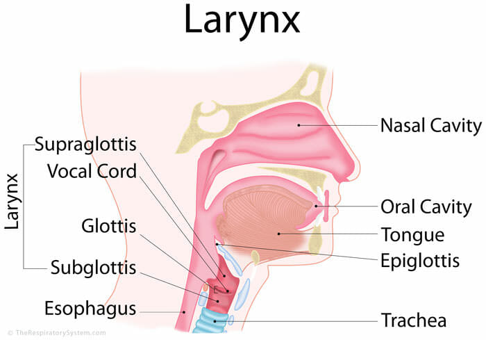 anatomy-of-the-larynx-and-throat-ramsey-voice-studio