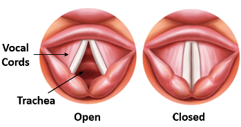 The vocal folds closed or approximated