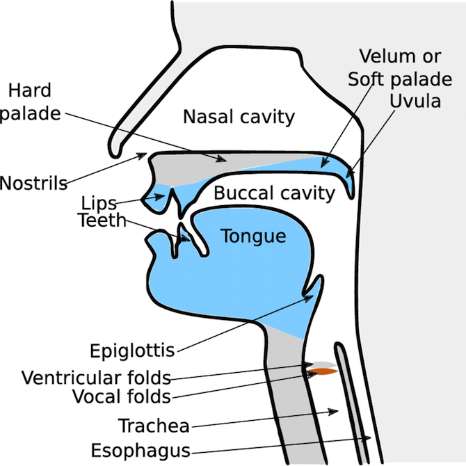 Vocal Tract - Ramsey Voice Studio