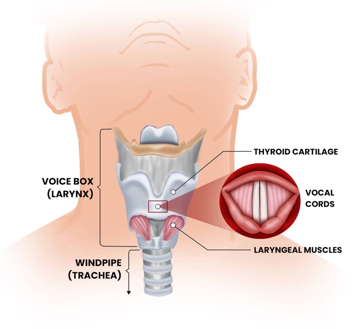 Structure-of-the-larynx_Page117-Compressed.jpg