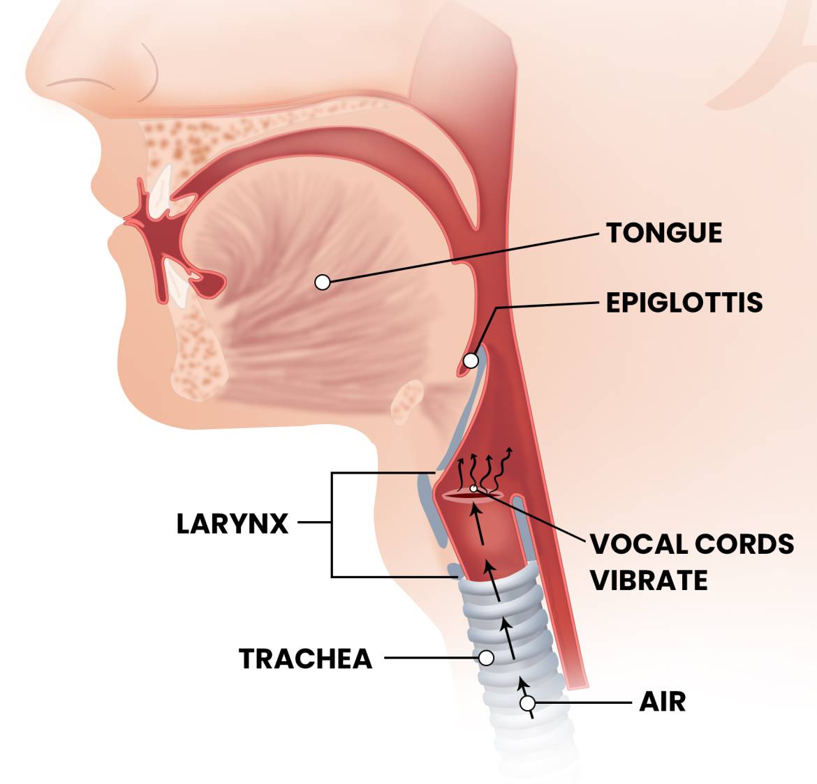 Anatomy-of-the-larynx_Page85.jpg