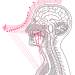 How to Sing with Proper Vocal Placement: Finding Your Resonance